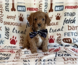 Cavapoo Puppy for sale in LAKELAND, FL, USA