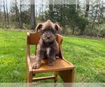 Small Photo #12 Schnauzer (Miniature) Puppy For Sale in NIANGUA, MO, USA
