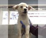 Small German Shepherd Dog Mix