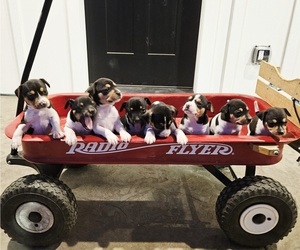 Rat Terrier Litter for sale in ELLENSBURG, WA, USA