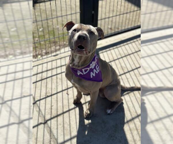 Medium Photo #1 Mutt Puppy For Sale in Elk Grove, CA, USA