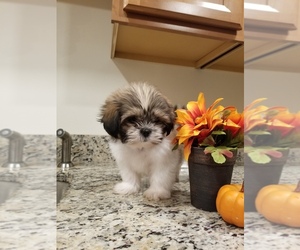 Shih Tzu Puppy for sale in HIGHLAND, NY, USA