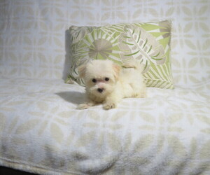 Morkie Puppy for Sale in COOKEVILLE, Tennessee USA