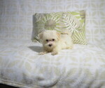 Small Photo #1 Morkie Puppy For Sale in COOKEVILLE, TN, USA