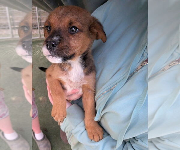 Medium Photo #1 Mutt Puppy For Sale in garner, NC, USA