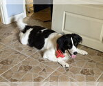 Small Photo #5 Borador Puppy For Sale in Brewster, NY, USA