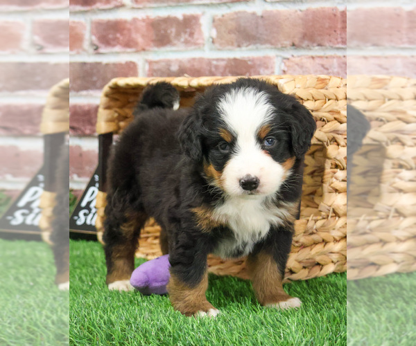 Medium Photo #10 Bernese Mountain Dog Puppy For Sale in SYRACUSE, IN, USA