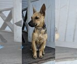 Small Photo #3 Labrador Retriever-Unknown Mix Puppy For Sale in Shillington, PA, USA