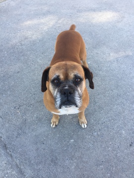 Medium Photo #1 Boxer Puppy For Sale in MILLEDGEVILLE, GA, USA