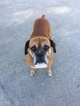 Small Photo #1 Boxer Puppy For Sale in MILLEDGEVILLE, GA, USA