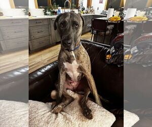 Great Dane-Unknown Mix Dogs for adoption in Fort Collins, CO, USA