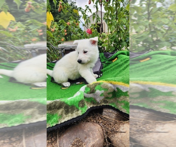 Medium Photo #3 German Shepherd Dog Puppy For Sale in GREENWOOD, WI, USA