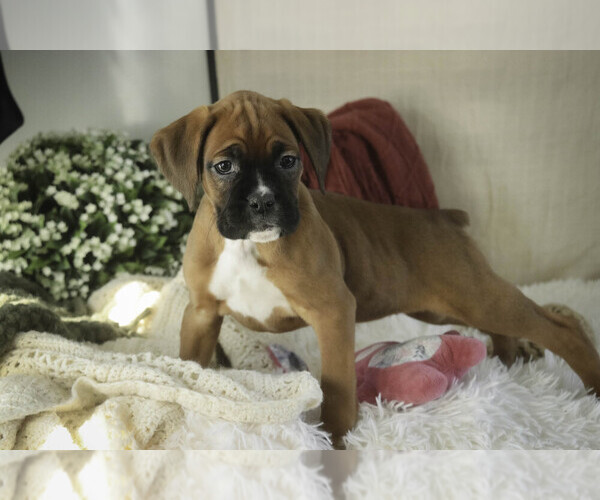 Medium Photo #5 Boxer Puppy For Sale in SHIPSHEWANA, IN, USA