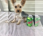 Small Photo #1 Yorkshire Terrier Puppy For Sale in CASSVILLE, MO, USA