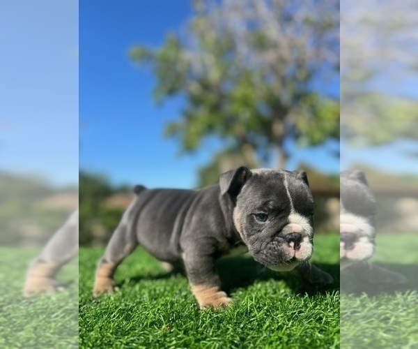 Medium Photo #3 English Bulldog Puppy For Sale in LOS ANGELES, CA, USA
