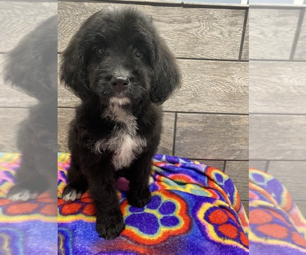Medium Photo #6 Bernedoodle Puppy For Sale in RICHMOND, IL, USA
