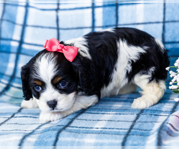 Medium Photo #41 Cockalier Puppy For Sale in WAKARUSA, IN, USA