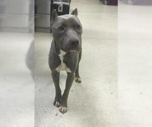 Mutt Dogs for adoption in Riverside, CA, USA