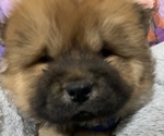Small Photo #1 Chow Chow Puppy For Sale in EL PASO, TX, USA