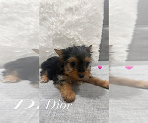 Yorkshire Terrier Puppy for sale in BERWYN, IL, USA