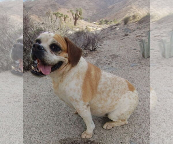 Medium Photo #4 Beabull Puppy For Sale in Apple Valley, CA, USA