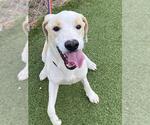 Small Labrador Retriever Mix