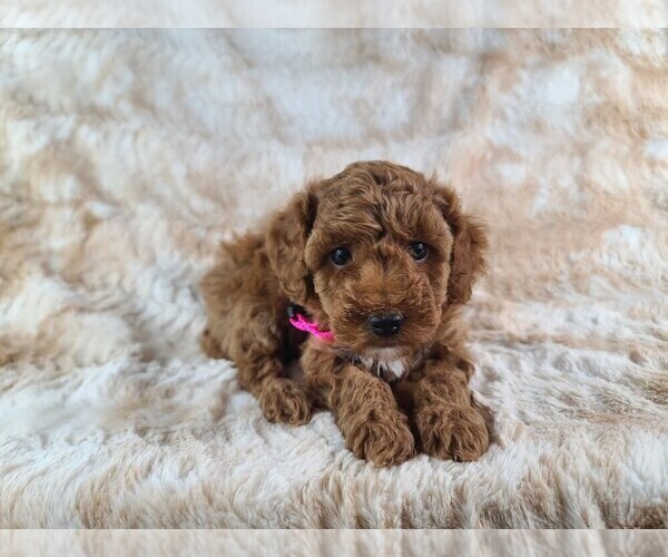 Medium Photo #2 Poodle (Miniature) Puppy For Sale in HOMELAND, CA, USA