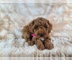 Small Photo #2 Poodle (Miniature) Puppy For Sale in HOMELAND, CA, USA