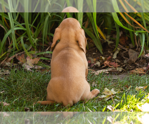 Medium Photo #4 Dachshund Puppy For Sale in WAKARUSA, IN, USA
