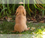 Baxter - Male Dachshund Puppy for Sale - Photo #4