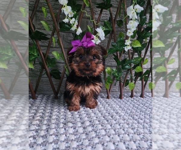 Medium Photo #2 Yorkshire Terrier Puppy For Sale in INDIANAPOLIS, IN, USA