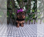 Small #1 Yorkshire Terrier