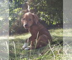 Small #1 Mutt