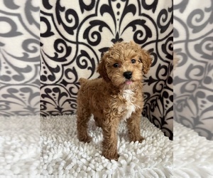Poodle (Toy) Puppy for sale in MARTINSVILLE, IN, USA