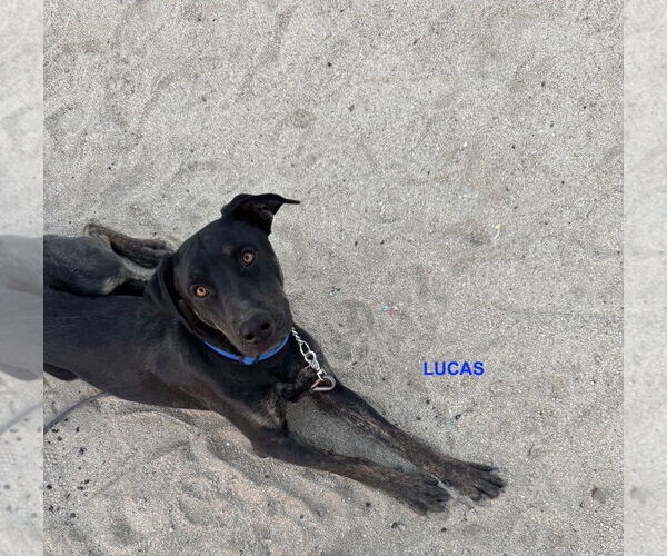 Medium Photo #1 Labrador Retriever-Unknown Mix Puppy For Sale in Woodland Hills, CA, USA