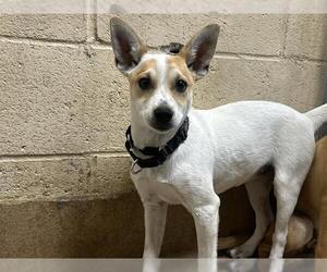 Chihuahua-Unknown Mix Dogs for adoption in Martinez, CA, USA