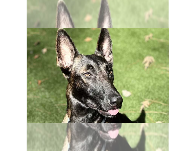 Medium Photo #1 Mutt Puppy For Sale in Imlay City, MI, USA