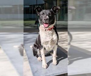 Texas Heeler-Unknown Mix Dogs for adoption in San Martin, CA, USA