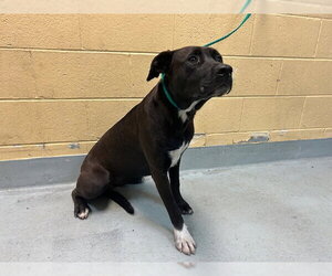 Mutt Dogs for adoption in Tulsa, OK, USA