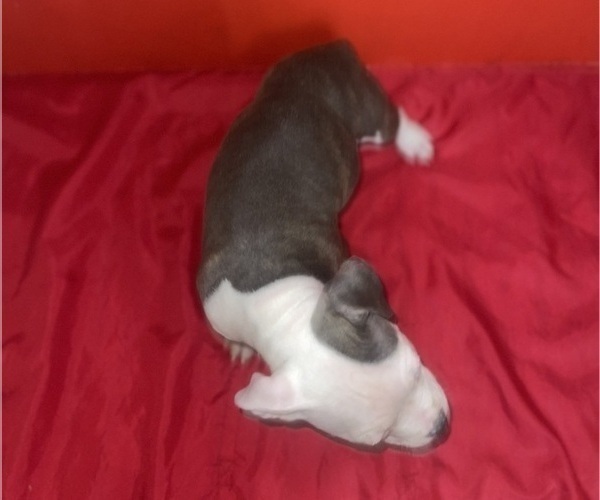 Medium Photo #9 American Pit Bull Terrier Puppy For Sale in TRENTON, NJ, USA