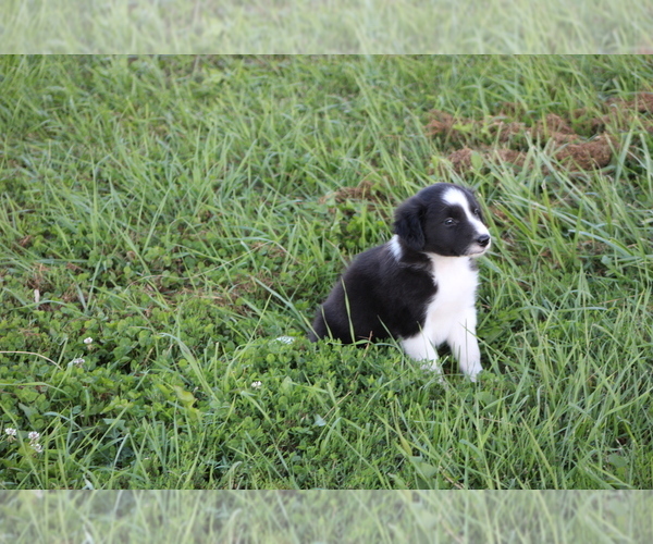 Medium Photo #22 Border Collie Puppy For Sale in BLOOMINGTON, WI, USA