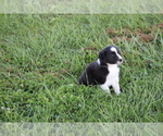 Small Photo #22 Border Collie Puppy For Sale in BLOOMINGTON, WI, USA