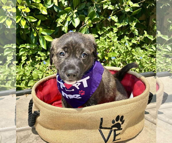 Medium Photo #1 Mutt Puppy For Sale in Menifee, CA, USA