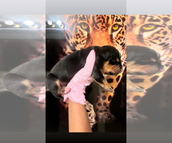 Medium Photo #3 American Bully Puppy For Sale in SEVERN, MD, USA
