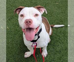 Mutt Dogs for adoption in Las Vegas, NV, USA