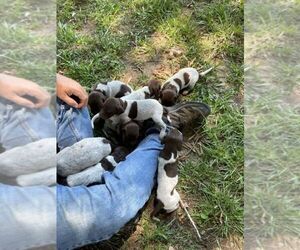 German Shorthaired Pointer Puppy for sale in GRENADA, MS, USA