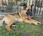 Small #1 German Shepherd Dog