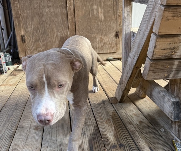 Medium Photo #1 American Pit Bull Terrier-American Staffordshire Terrier Mix Puppy For Sale in RINGGOLD, GA, USA