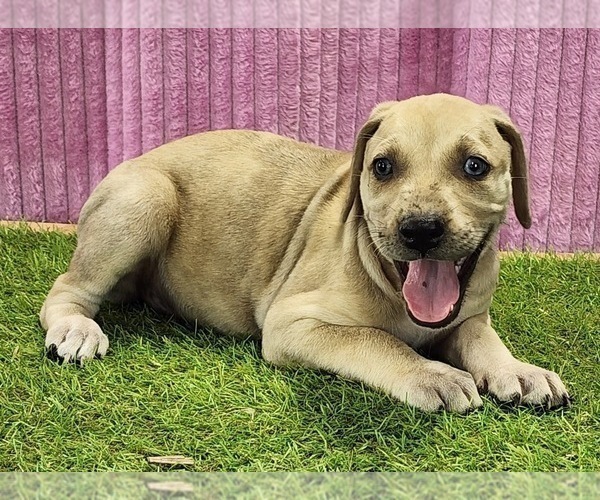 Medium Photo #2 Catahoula Leopard Dog Puppy For Sale in CUMBY, TX, USA