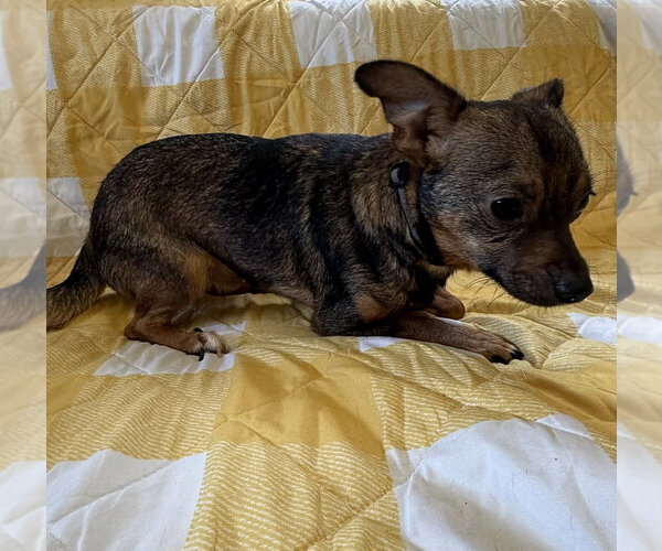 Medium Photo #3 Chihuahua-Unknown Mix Puppy For Sale in Osgood, IN, USA